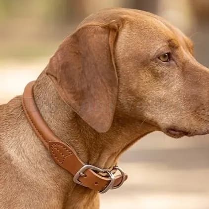 Soft Dog Collar — image 2 of 2
