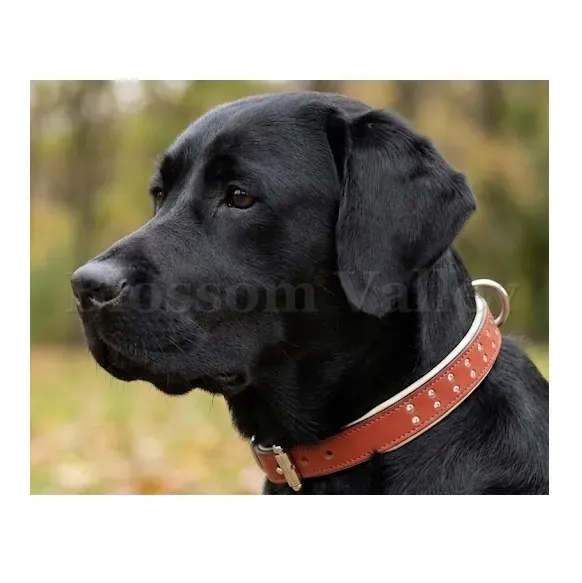 Diamond Padded Dog Collar — image 2 of 2