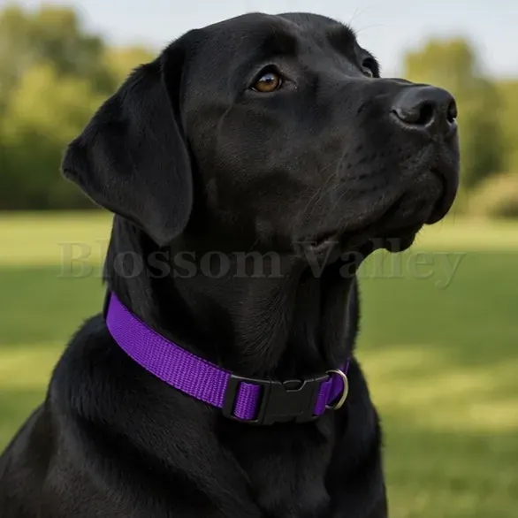 Nylon Dog Collar — image 3 of 3