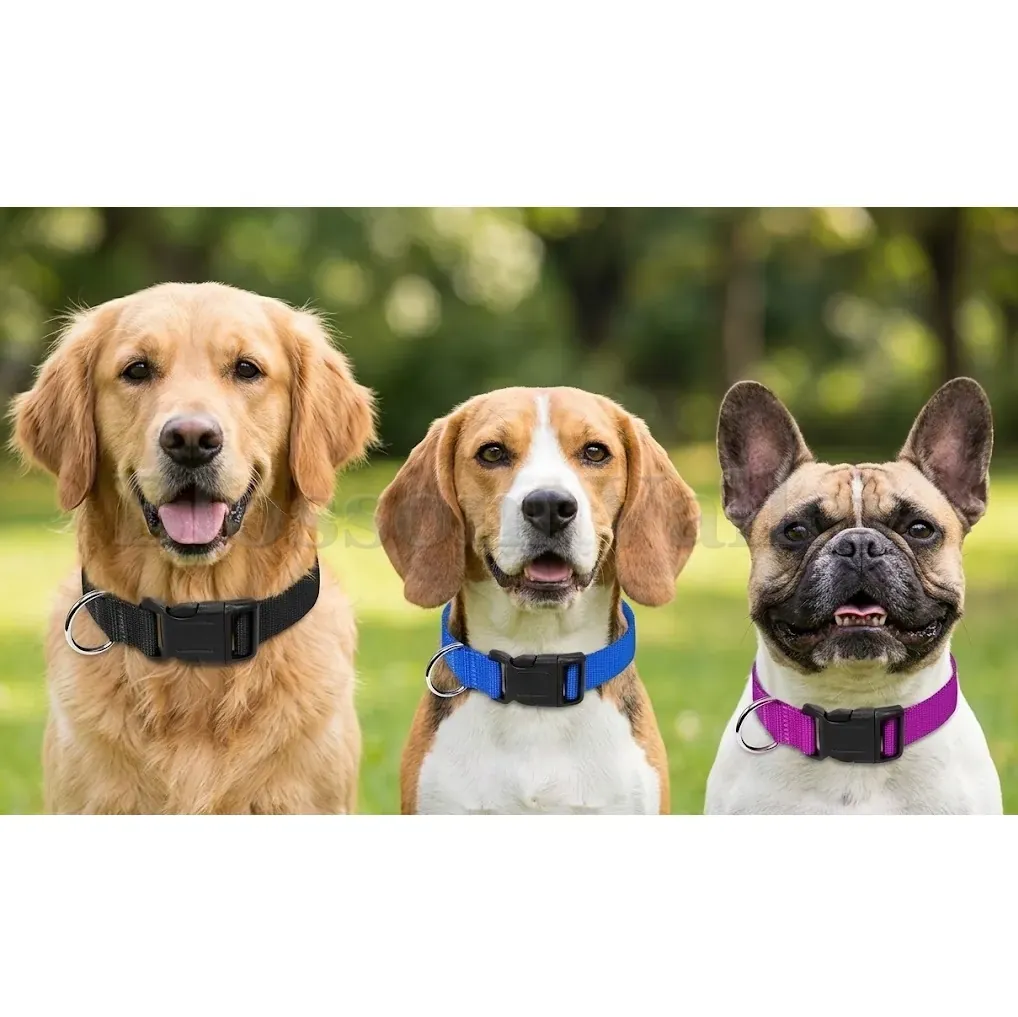 P.P. Dog Collar — image 2 of 2