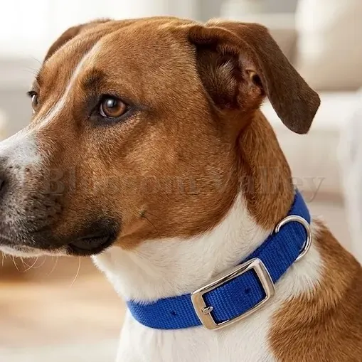 P.P. Tape Dog Collar — image 2 of 2