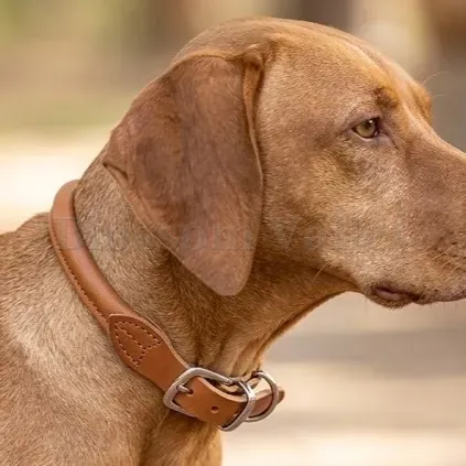 Soft Dog Collar — image 2 of 2