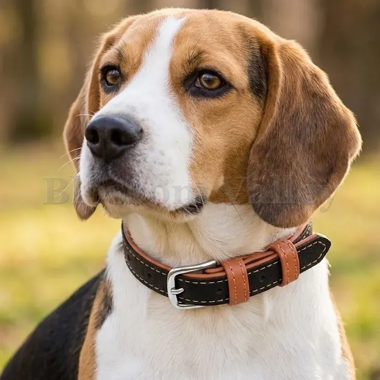 Soft Vegan Dog Collar — image 2 of 2