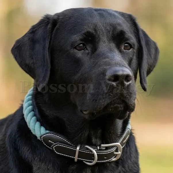 Twisted Rope Dog Collar — image 5 of 5